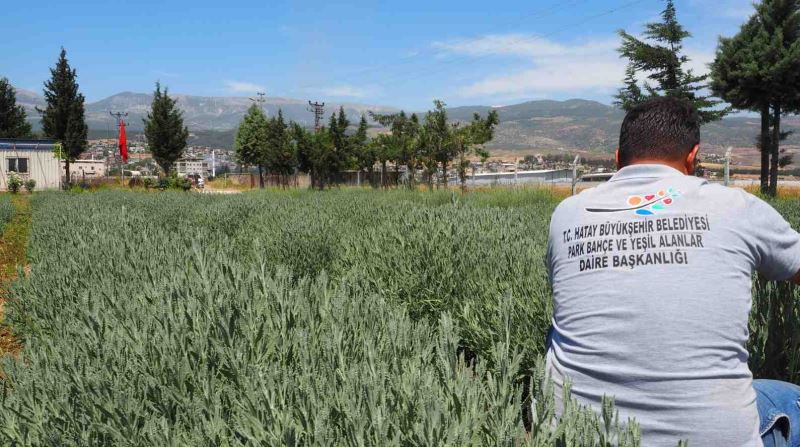 HATAY’IN DÖRT BİR YANINI LAVANTA KOKUSU SARACAK