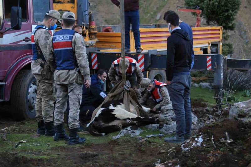 HBB İTFAİYE EKİPLERİ DEREYE DÜŞEN İNEĞİ KURTARDI