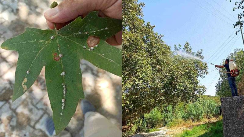 AĞAÇLARIN SAĞLIĞI İÇİN ÖNLEM ALINDI