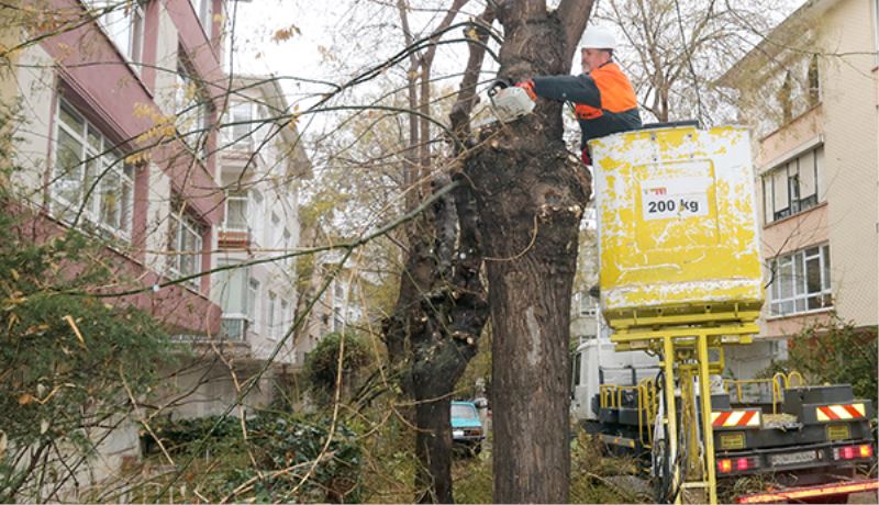 Tehlike Oluşturan Ağaçlar Budanıyor