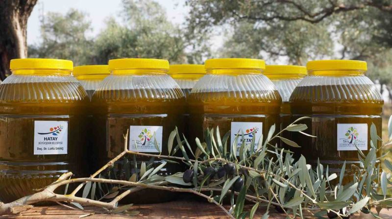 ZEYTİNİN BEREKETİ SOFRALARA DOLSUN