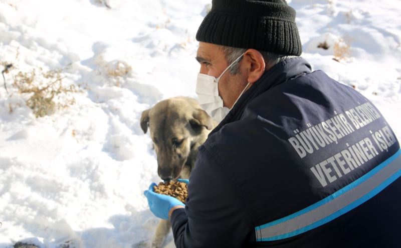 BÜYÜKŞEHİR’İN EKİPLERİ YABAN HAYATINI KORUMAK İÇİN DOĞAYA YEM BIRAKIYOR