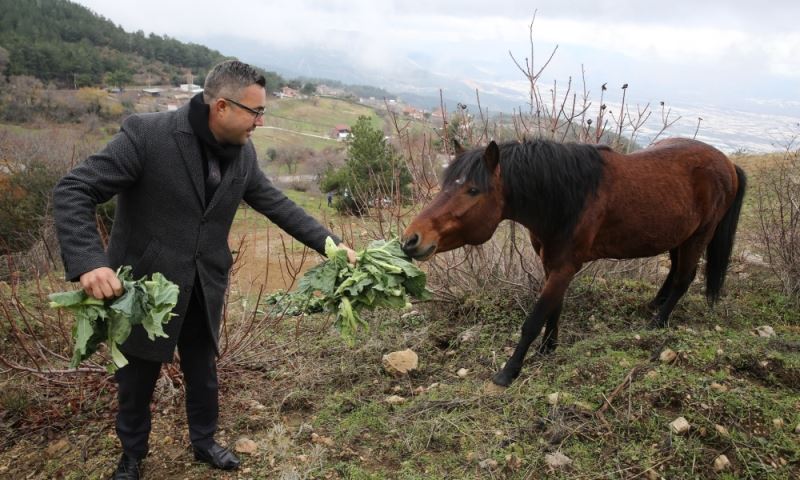 Yılkı Atlarına Büyükşehir Şefkati