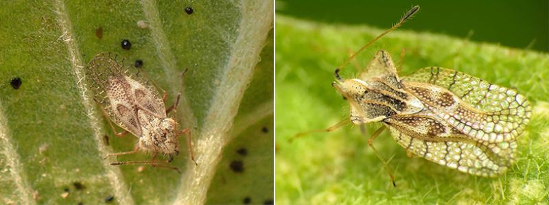 Büyükşehir: Meşe dantel böceği zararsızdır