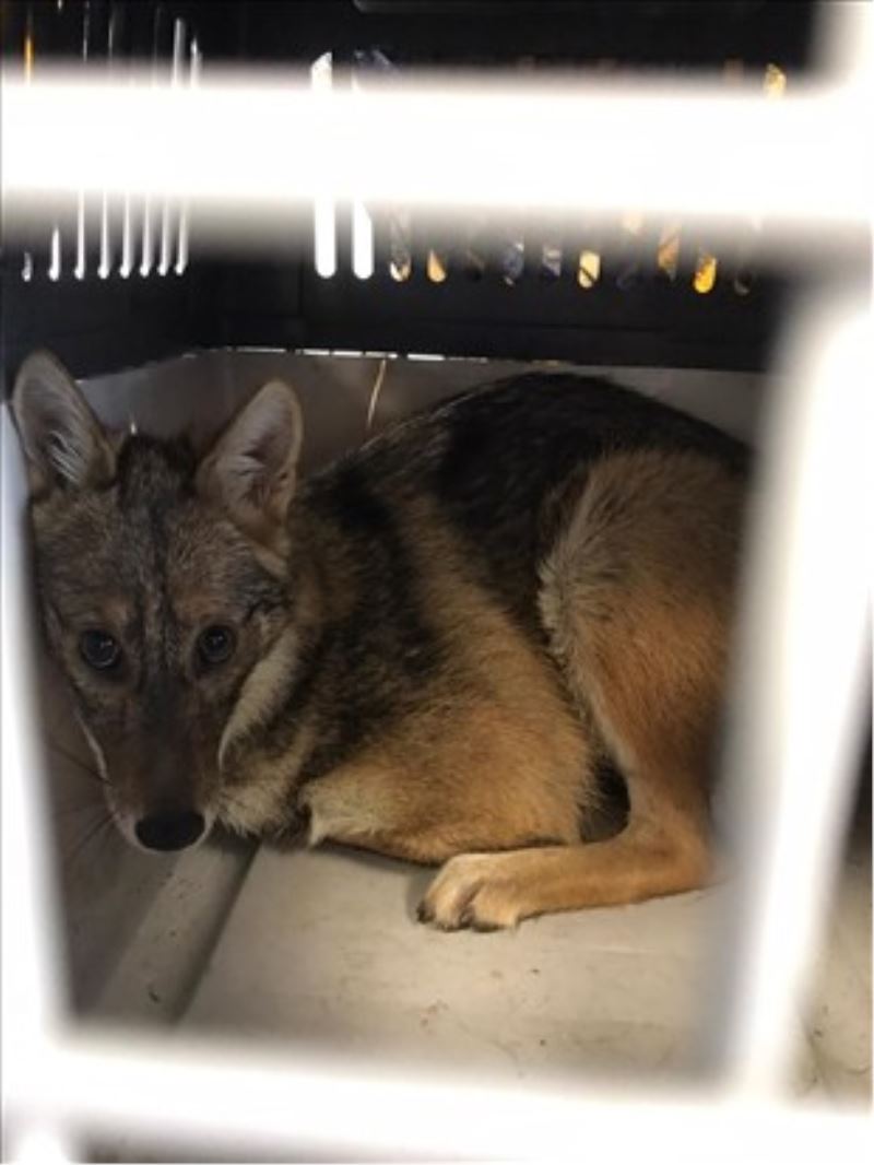 Kaza geçiren çakal ameliyat edildi