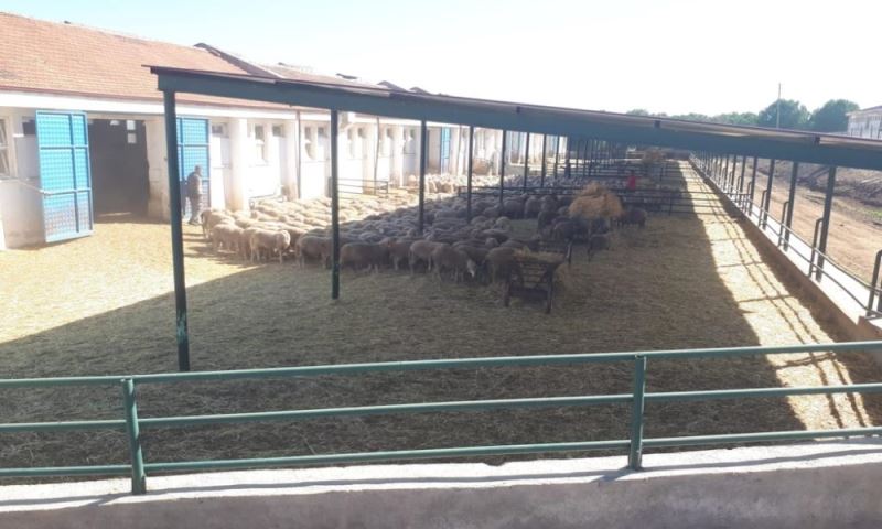 Damızlık Koç Desteği İçin Çalışmalar Hassasiyetle Sürdürülüyor