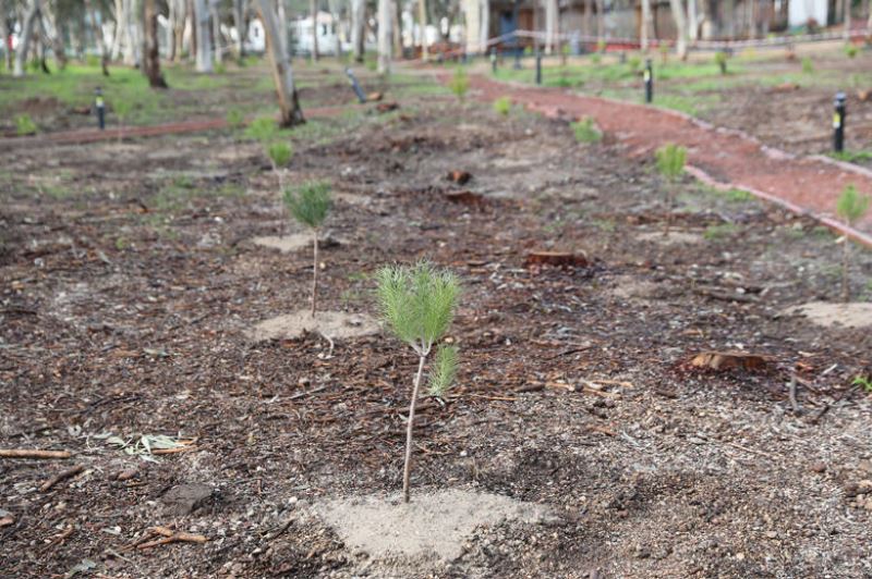 Konyaaltı Beach Park’ta ağaç dikimi