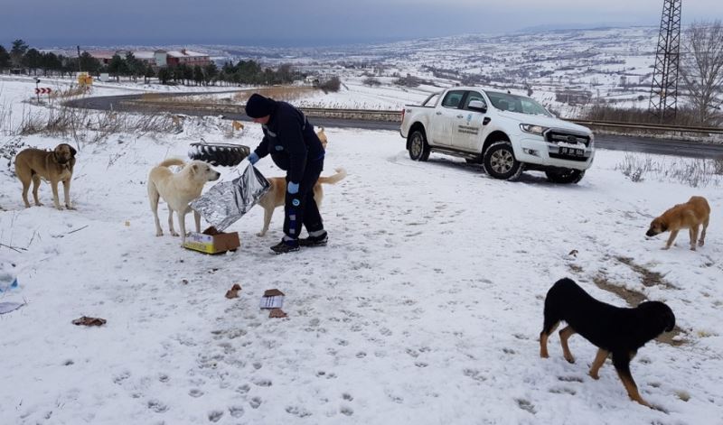 BÜYÜKŞEHİR ZORLU KIŞ ŞARTLARINDA SOKAK HAYVANLARINI DA UNUTMADI