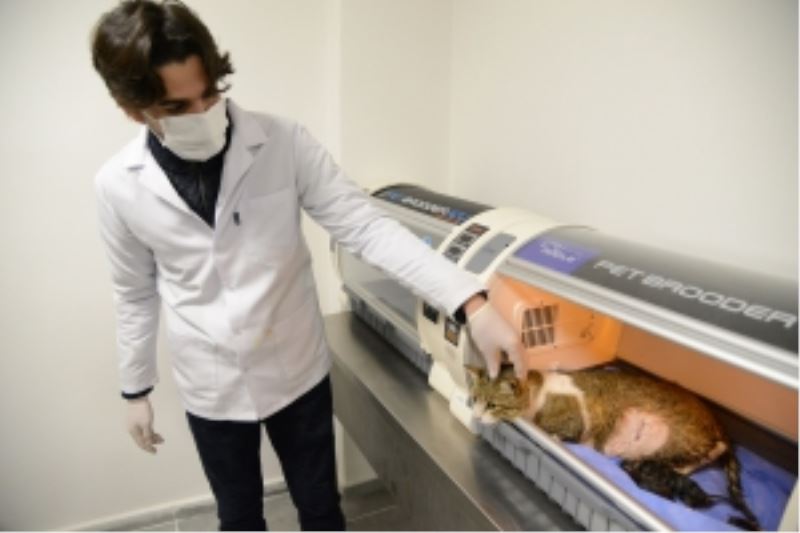 Doğum yapmakta zorlanan kediye sezaryen yapıldı