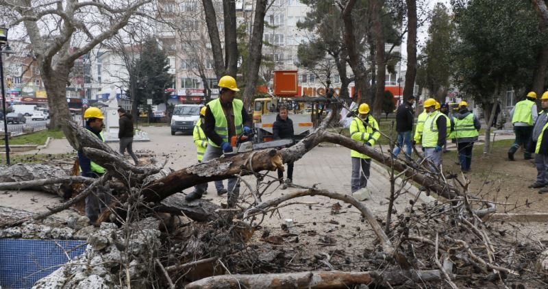 Dingiloğlu Parkı’ndaki ağaçlara,  Koruma Komisyonu’nun raporu doğrultusunda gerekli işlemler uygulanıyor