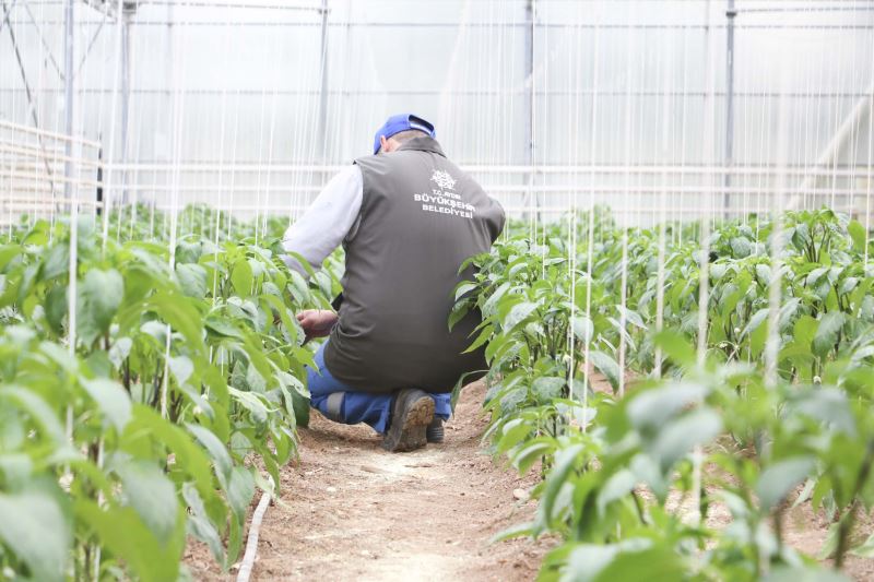AYDIN BÜYÜKŞEHİR BELEDİYESİ’NİN SERALARINDA ATA TOHUMLARIYLA ÜRETİM SÜRÜYOR
