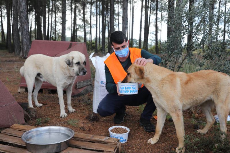 Büyükşehir ormanlık alanda bulunan hayvanları besledi