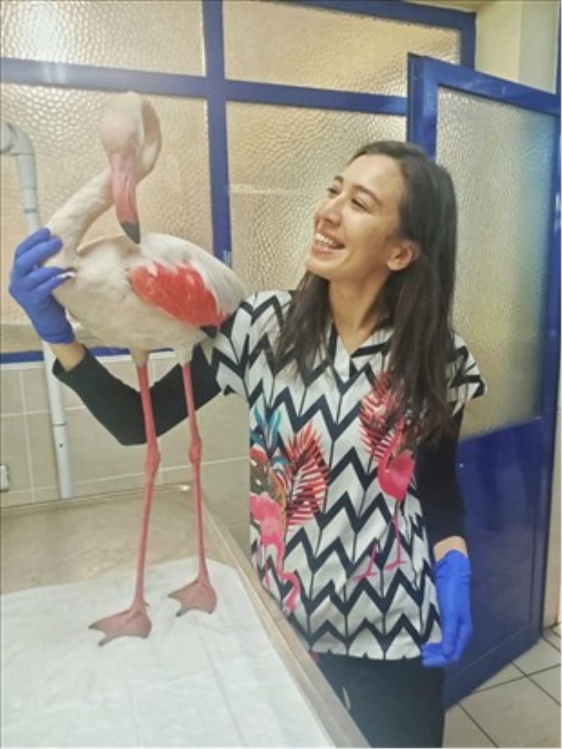 Hasta flamingo sağlığına kavuşacak