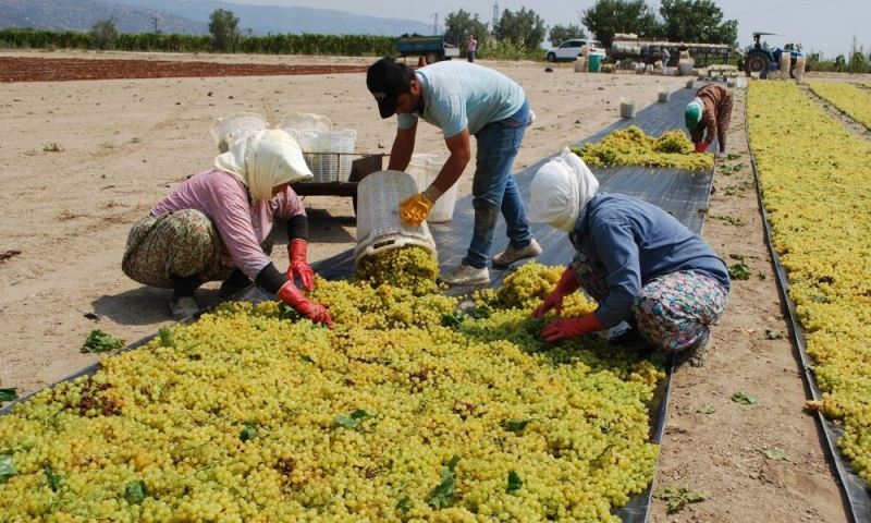 Büyükşehir’den Üzüm Üreticilerine Ücretsiz 100 Bin Sepet