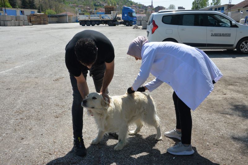BOZÜYÜK’TE ÜCRETSİZ KUDUZ AŞISI KAMPANYASI