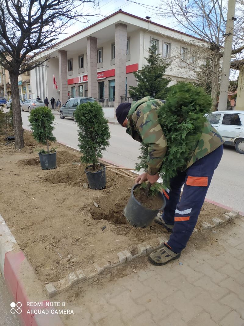 İlçede orta refüjler çam ağaçları ile renklendiriliyor