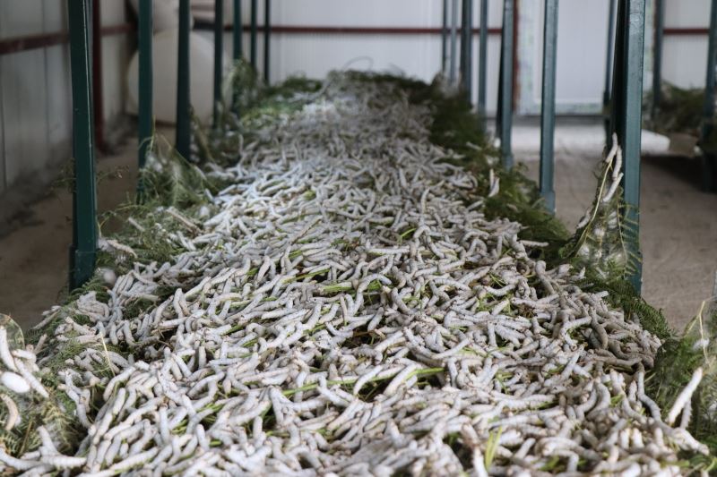 İZMİT BELEDİYESİ İPEK BÖCEĞİ BESLEME EVİ’NDE İLK KOZA HASADI YAPILDI