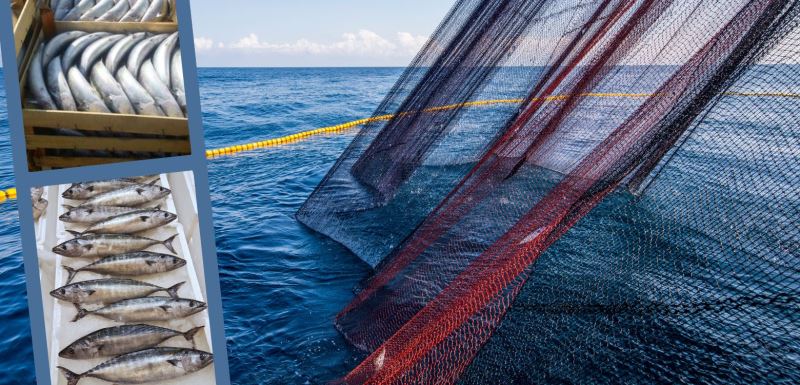 KÜÇÜK BOYDA PALAMUT AVI YASAĞINA UYMAYANLARA PARA CEZASI UYGULANDI