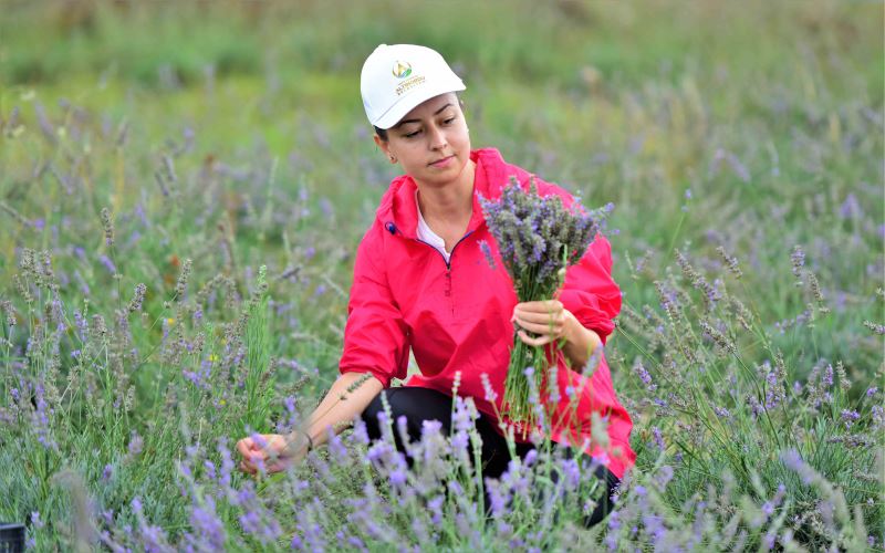 ALTINORDU’NUN LAVANTA TARLASI GÖRENLERİ KENDİNE HAYRAN BIRAKIYOR