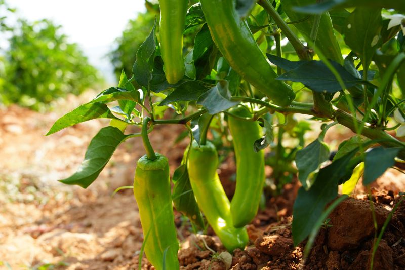 TARSUS BELEDİYESİ’NİN ÇİFTÇİLERE ÜCRETSİZ DAĞITTIĞI FİDELER MEYVE VERMEYE DEVAM EDİYOR