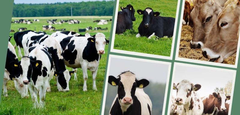 BÜYÜKBAŞ DESTEKLERİNDEN YARARLANMADA SÜRELER GÜNCELLENDİ