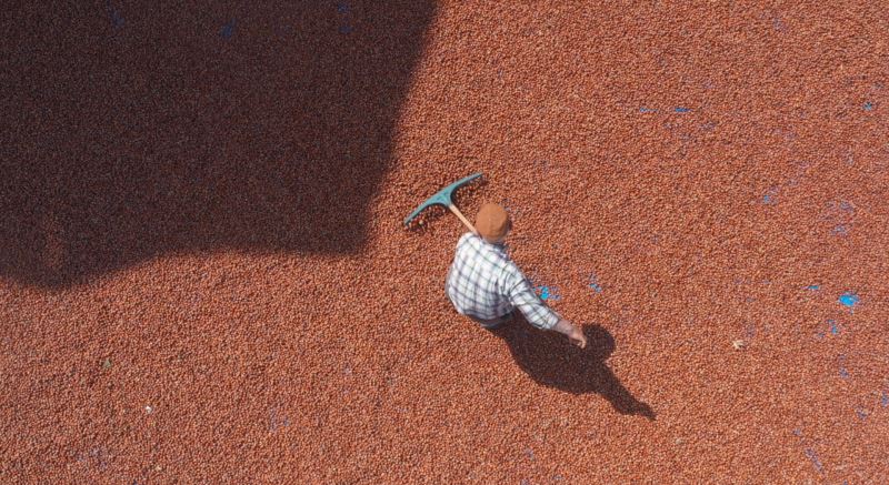 Tokat’ın Tek Fındık Üreten İlçesi Erbaa’da Hasat Başladı.