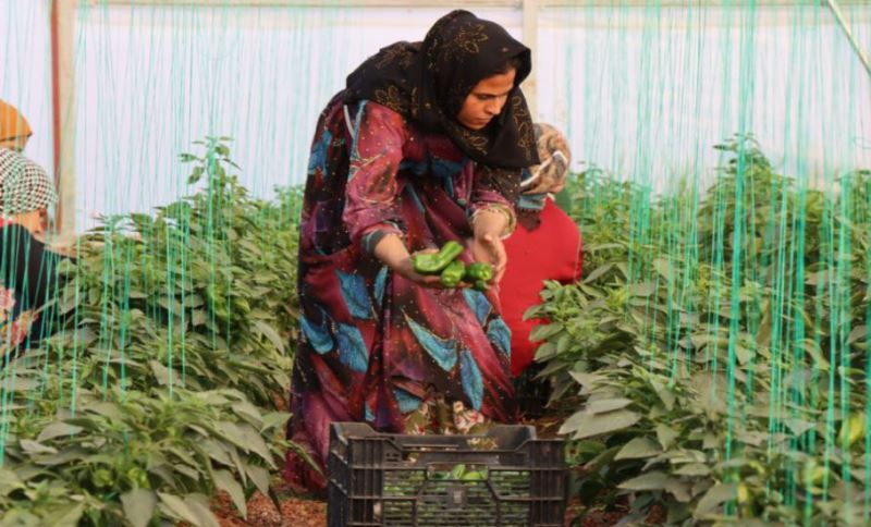 “Toplum Temelli Seracılık” Projesinde Hasat Devam Ediyor