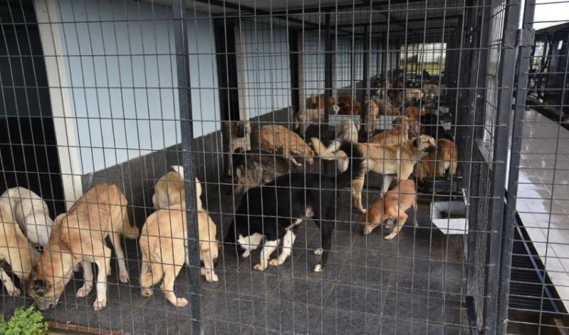 Keşan Belediyesi 2022’de 2 bin 372 can dostumuza kucak açtı