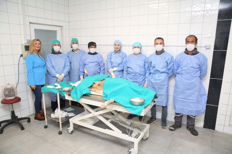 Nilüfer’de sahipsiz can dostlar kısırlaştırılıyor