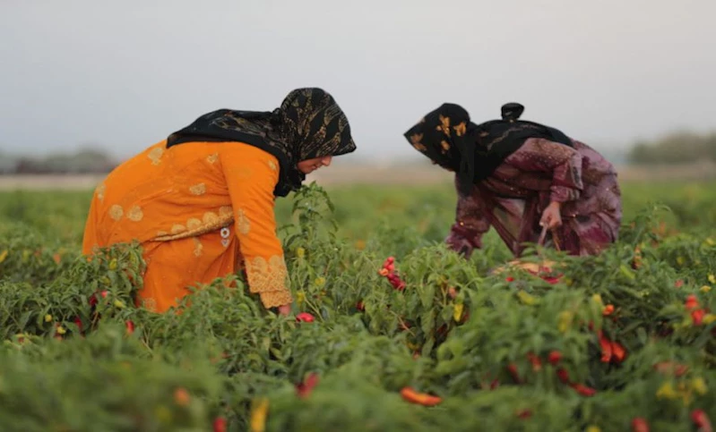 Şanlıurfa’nın Tescilli Lezzeti İsotun Hasadı Yapıldı