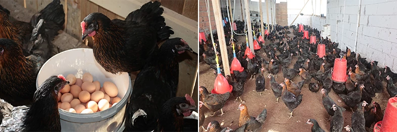 Kocaeli’de yüzde 50 hibeli tavuk desteği üreticilerin yüzünü güldürdü