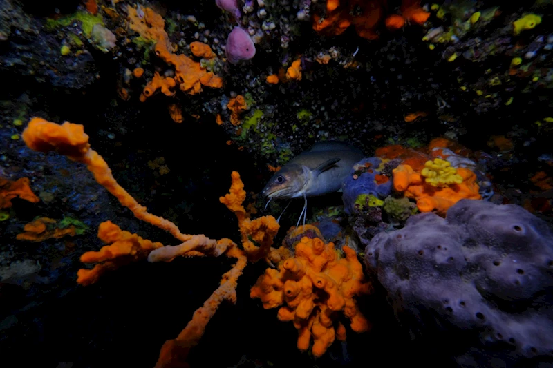 Altın Palet Su Altı Yarışması Türkiye Şampiyonası’na Balıkesir Ev Sahipliği Yapıyor