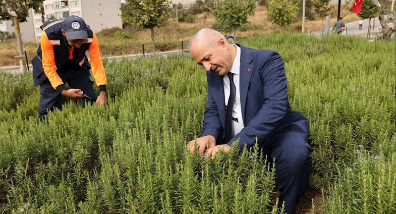 Başkan Büyükgöz’den  “Şifa Kapısında” Bitki hasadı