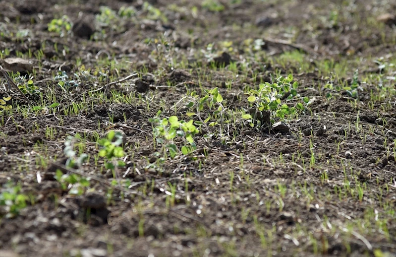 Büyükşehir’in kadın çiftçilere desteği sürüyor