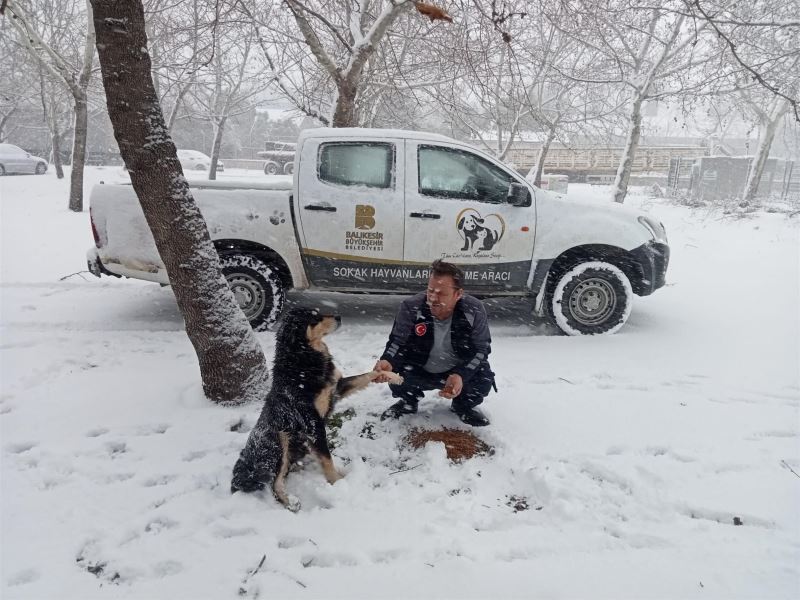 Büyükşehir, Sokaktaki Canları Unutmuyor