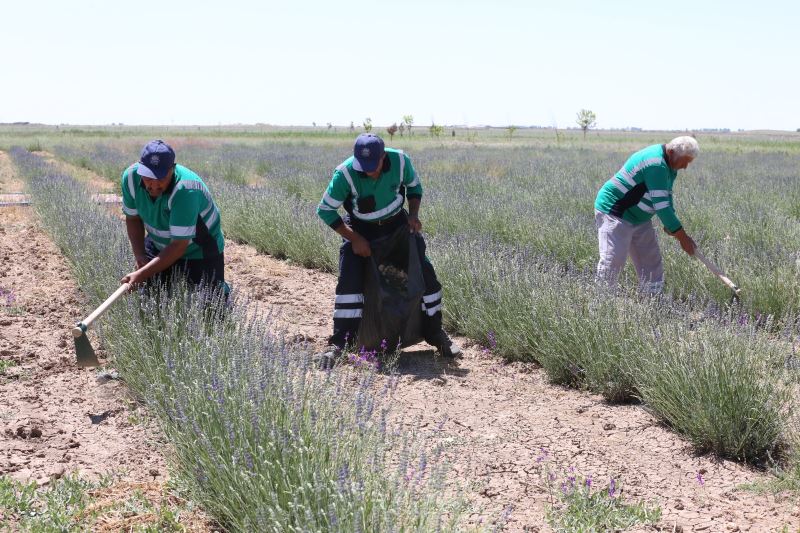 HAVALAR ISINDI LAVANTA BAHÇESİ RENKLENDİ