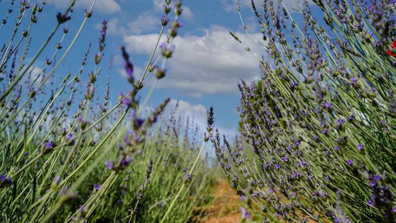 TARSUS BELEDİYESİ ARAZİLERİNDE LAVANTA BİTKİSİ ÜRETİLİYOR