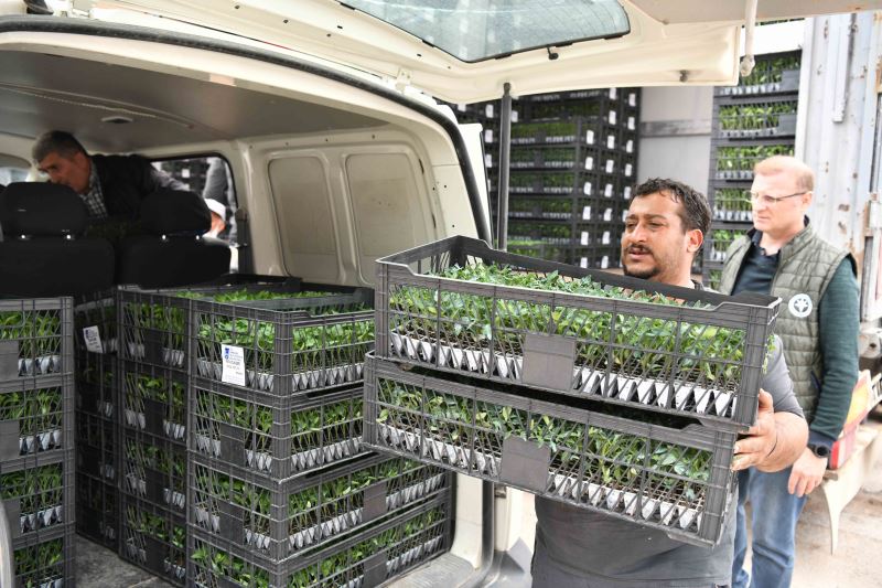 BAŞKENTTE KIRSAL KALKINMA ATAĞI DEVAM EDİYOR: YEREL ÇİFTÇİLERE SEBZE FİDESİ DESTEĞİ BAŞLADI