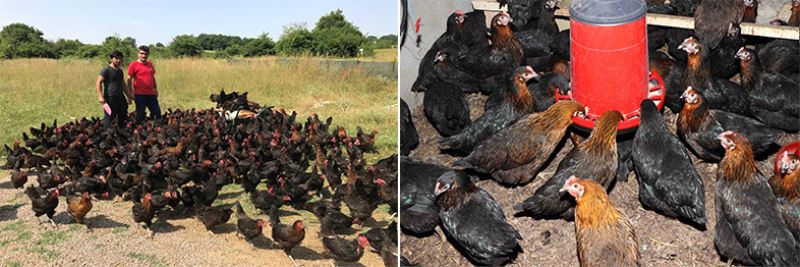 Büyükşehir’den üreticilere yüzde 50 hibeli yumurta tavuğu