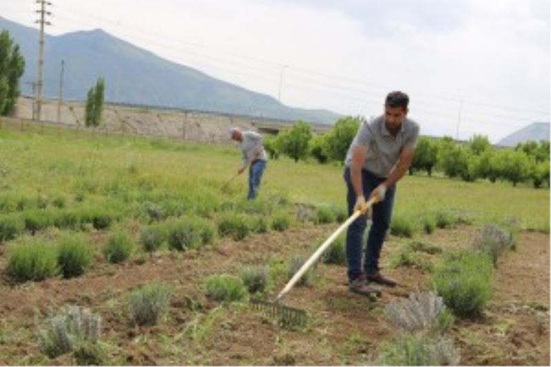 Belediyemiz tarafından dikimi yapılan Lavantaların dip çapası ve yabani ot temizliği yapılıyor.