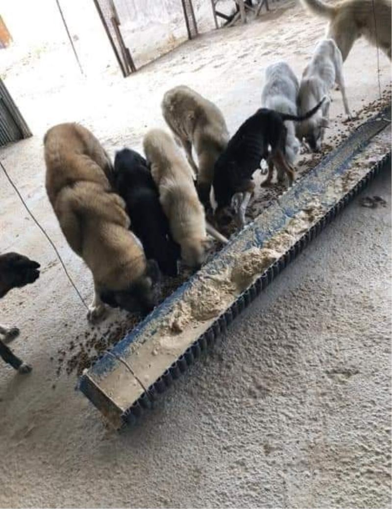 İNSAN OLMANIN YOLU YARATILMIŞ HERŞEYE SEVGI VE MERHAMET DUYMAKTIR...