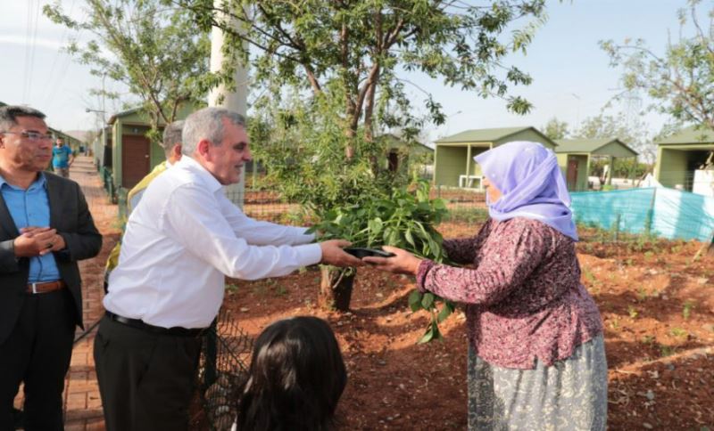 Başkan Beyazgül, Hobi Bahçesi Sakinlerine İsot Fidesi Dağıttı