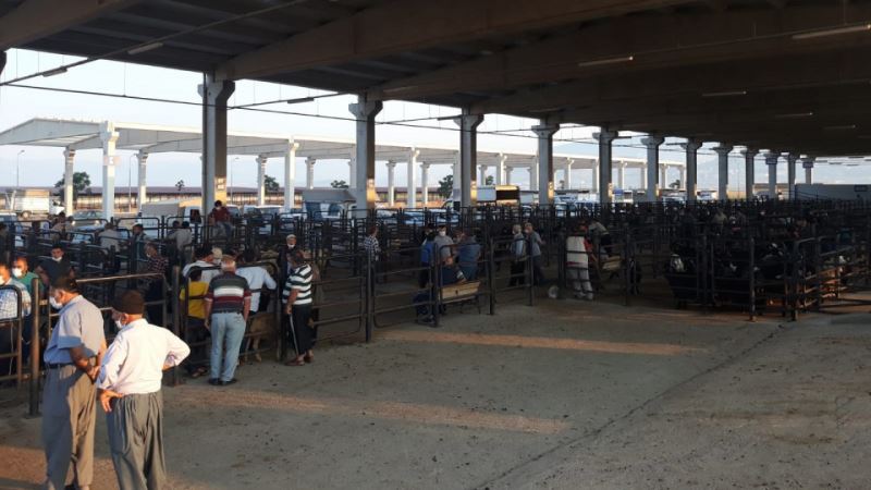 Canlı Hayvan Borsası’nda Padok Kiralama İşlemleri Başladı!