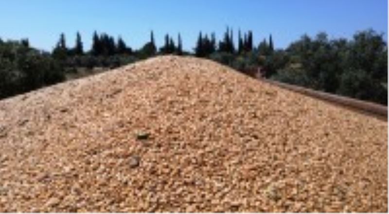 Kepez’in buğday tarlalarında hasat sevinci