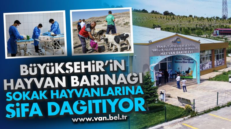 HAYVAN BARINAĞIMIZ SOKAK HAYVANLARINA ŞİFA DAĞITIYOR