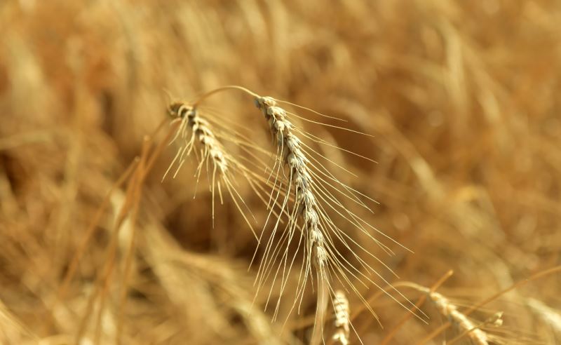 Gelenek Değişmedi...