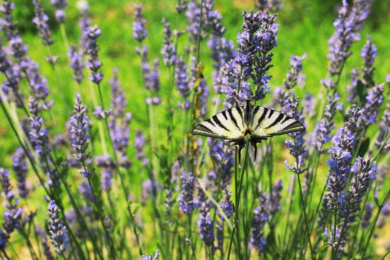 İZMİT BELEDİYESİ LAVANTA ŞENLİKLERİNE BAŞLIYOR