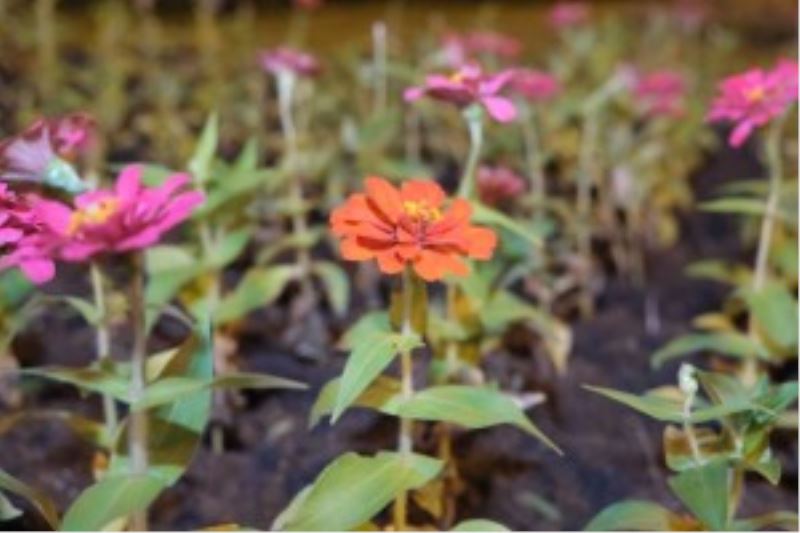Erzincan Belediyesi kendi ürettiği çiçeklerle kenti süslüyor