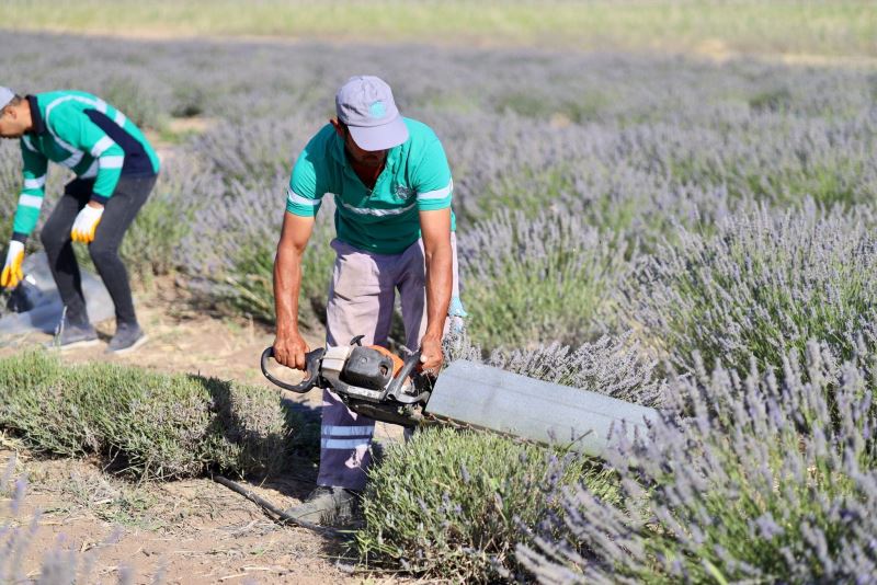 AKSARAY BELEDİYESİ LAVANTA HASADINI GERÇEKLEŞTİRDİ