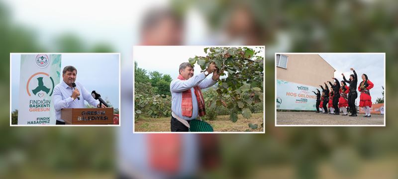 AĞUSTOS GELDİ BAHÇELER ŞENLENDİ; FINDIK HASADI COŞKUSU GİRESUN